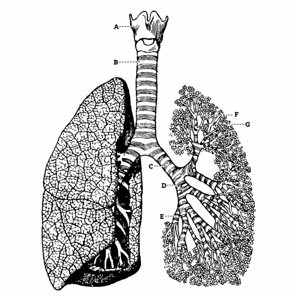 respiracao
