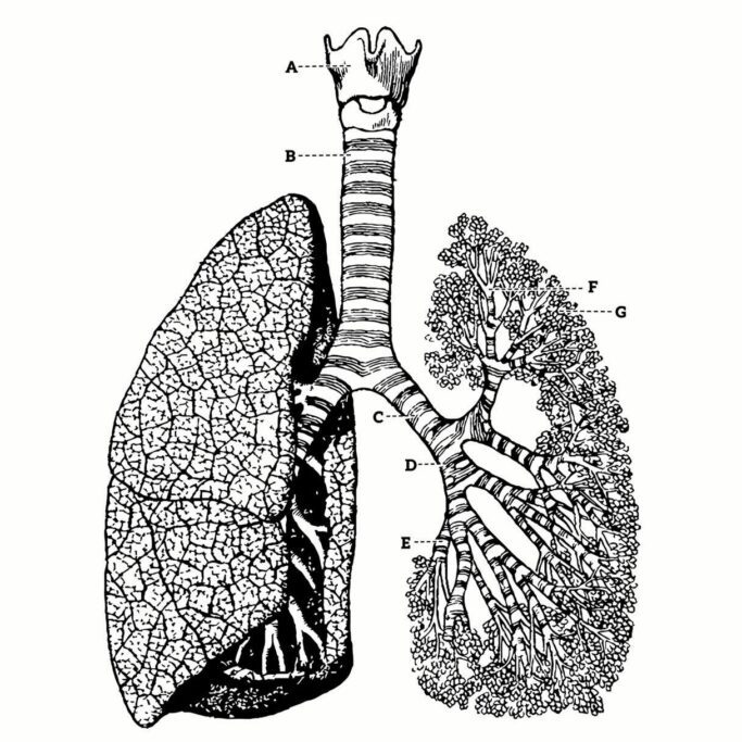respiracao