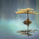 arbol