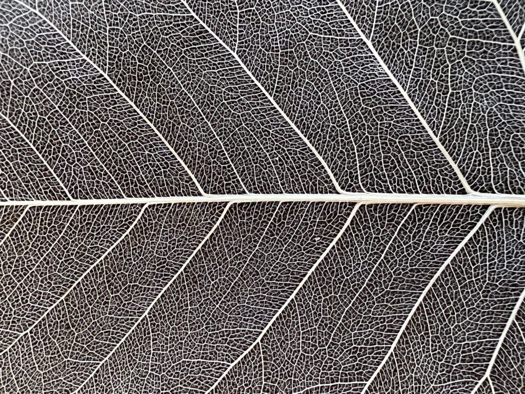 Detalhe das nervuras de uma folha, em macro.