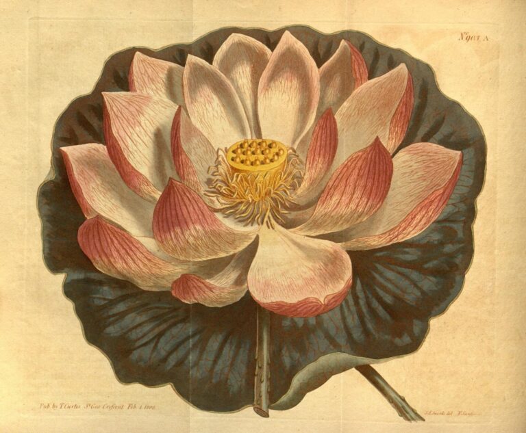 Ilustração botânica antiga de lótus