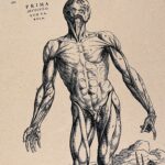 Xilogravura de Vesalius: figura humana em pé, sem pele, mostrando os músculos diante de uma paisagem