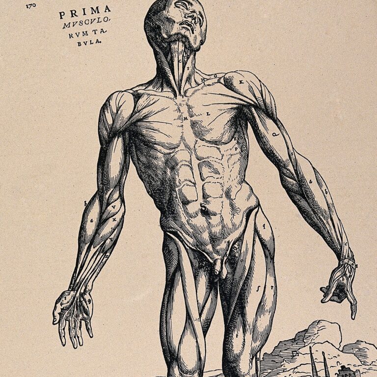 Xilogravura de Vesalius: figura humana em pé, sem pele, mostrando os músculos diante de uma paisagem