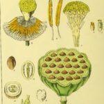 Ilustração botânica antiga de lótus