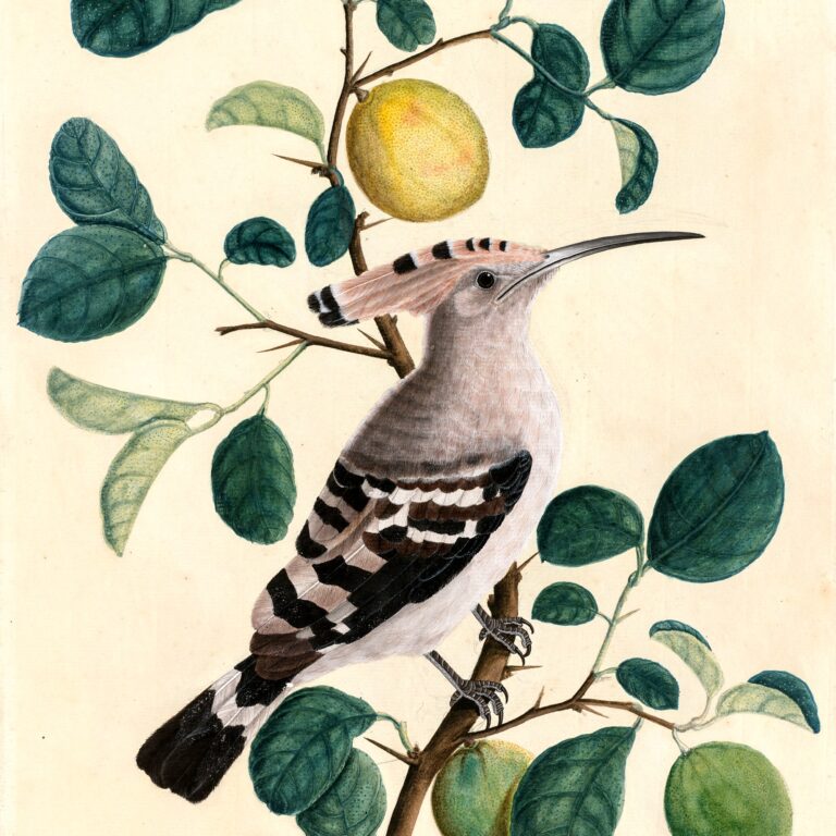 Pintura indiana c. 1800: poupa de crista pousada num galho de árvore cítrica