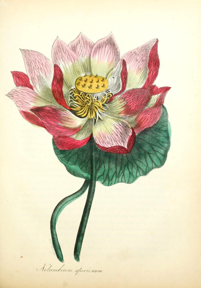 Ilustração botânica antiga de lótus